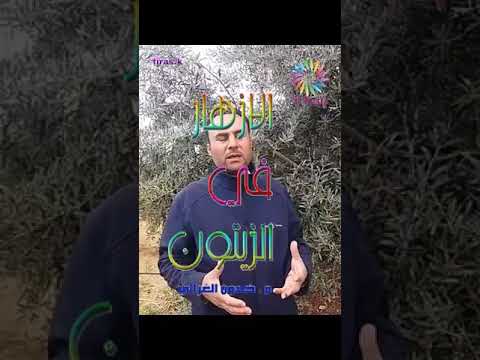 تعلم كيفية التخلص من ظاهرة المعاومة في الزيتون والحصول على محصول جيد م خلدون الغزالي