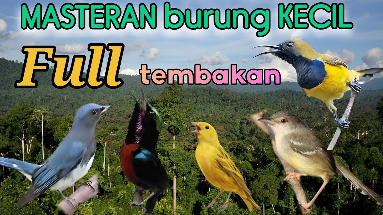 ‼️MASTERAN BURUNG FULL TEMBAKAN RAPAT‼️MASTERAN TERBAIK UNTUK BURUNG ANDA