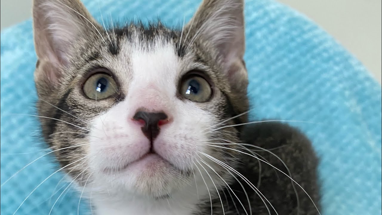 Kitten's First Treats YouTube