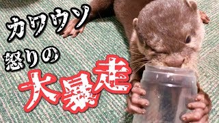 ミーアキャットに負けたカワウソが大暴走！！【しゃもじ】【モナカ】