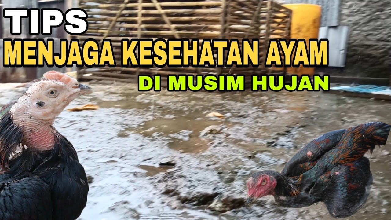 Tips Menjaga Kesehatan Ayam di Musim Hujan Tips Menjaga Kesehatan Ayam di Musim Hujan