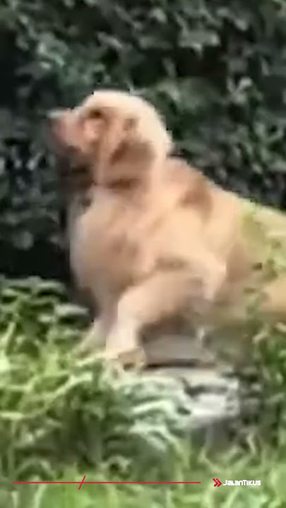 Anjing aja ga jadi ngambek ketika ngelawan cewek