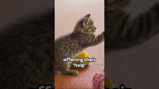 Tiny Trouble Makers: Kitten Capers by PetPalsTV453 28 views 4 months ago 1 minute, 9 seconds