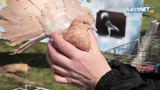 В Керчи показали голубей редких пород В Керчи показали голубей редких пород