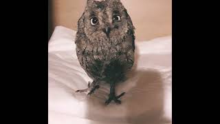Сова сплюшка Сью на реабилитации #save birds #owl