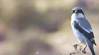 Download Lagu Petit à petit l'oiseau fait son nid MP3