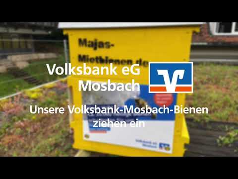 Unsere Volksbank-Mosbach-Bienen ziehen ein ? Volksbank eG Mosbach??