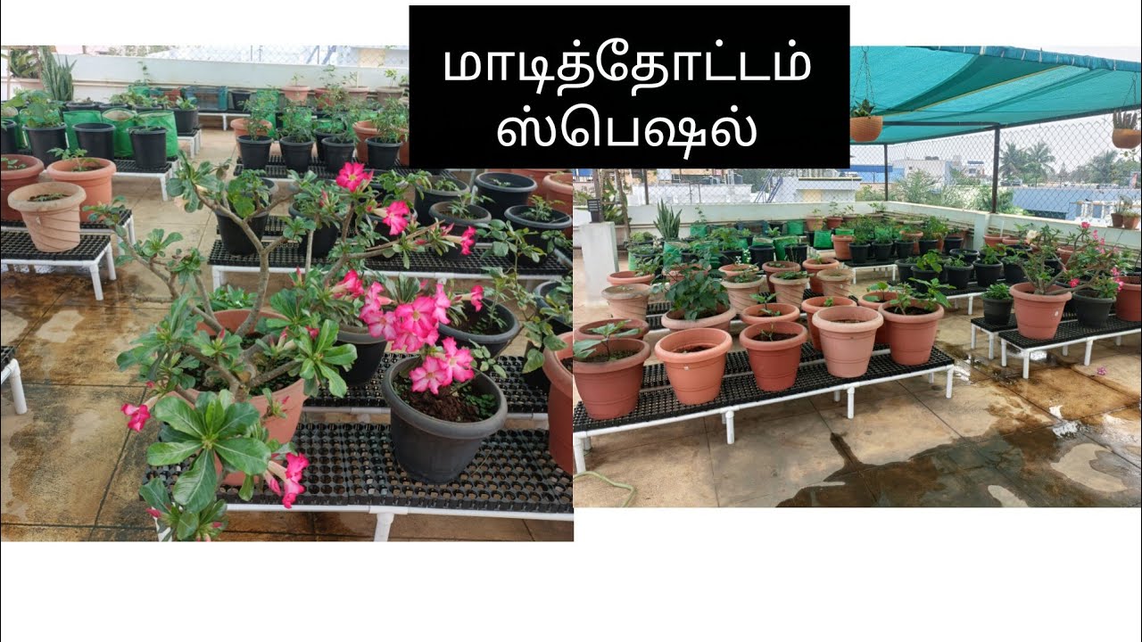 மாடித்தோட்டத்தில் தக்காளி செடி பூ விட்டாச்சு.#cooking gardening #raji s thottam and samayal.