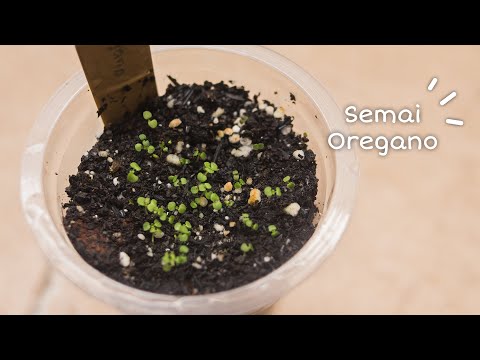 Video: 9 Sebab Untuk Menanam Oregano Di Kebun Anda