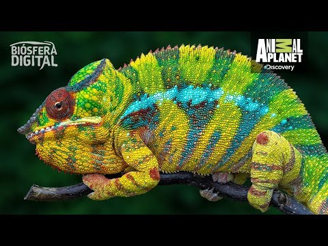 Video: Jackson's Chameleon: descripción, foto, características del contenido