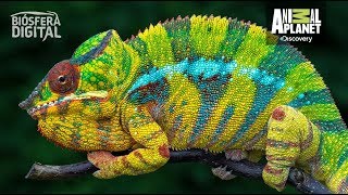 ¿Por qué cambian de color los camaleones? - Biósfera Digital