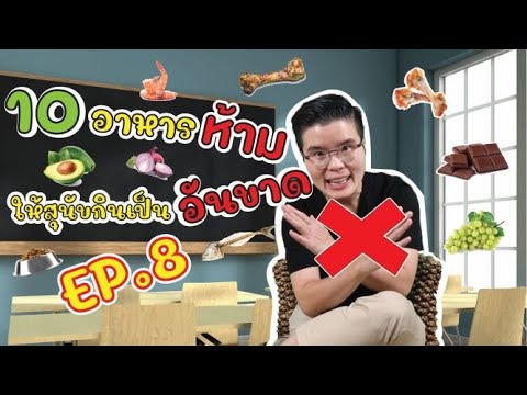 10 อาหารต้องห้าม ที่น้องหมาไม่ควรทาน | เนื้อหาทั้งหมดเกี่ยวกับอาหาร ต้อง ห้าม หมาที่แม่นยำที่สุด