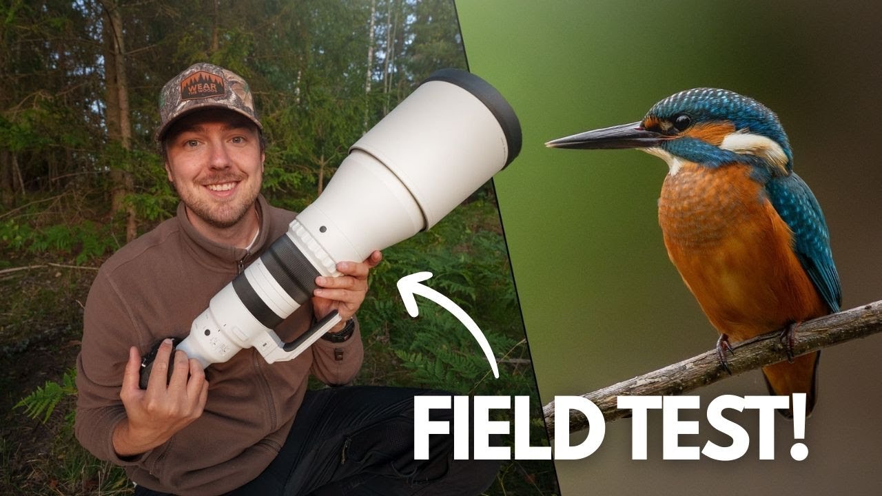 Photographing Kingfishers with the Sigma 300–600mm F4