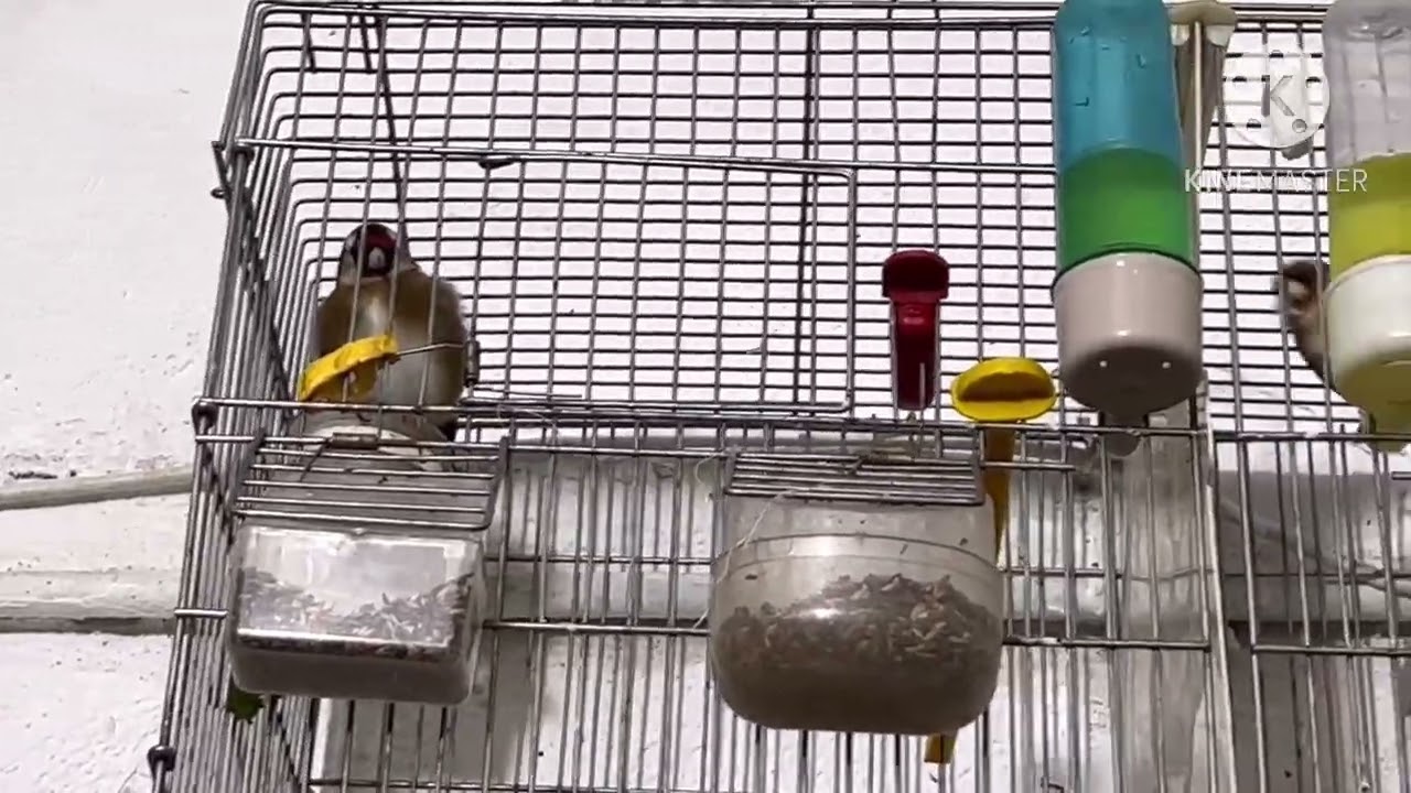 تزاوج الحسون في القفص بعد عزل الازواج بالحاجز متى يتم بناء العش