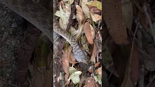 Snake versus toxic Cane-Toad