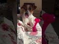 DaisyJackRussell #песпатрон #собака #отдых #природа #животные #юмор #джекрасселтерьер