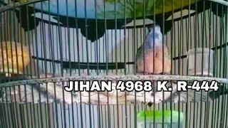 FULL POWER    SUARA PERKUTUT BANGKOK BAGUS UNTUK INDUKAN RING JIHAN BIRD FARM FARM