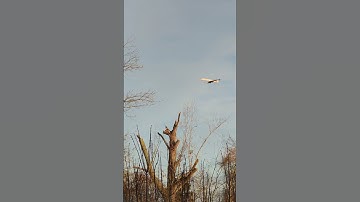 plane flying low over the trees  #shorts
