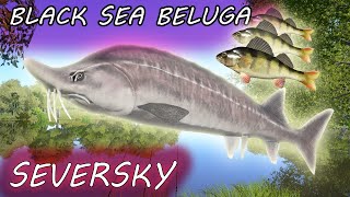 Russian Fishing 4 RF4 Seversky Donets Black Sea Beluga BISTRO