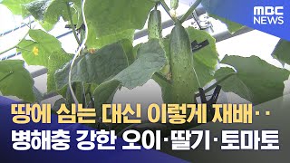 흙 없이 키우는 오이‥ '양액재배' 관심 (2025.04.17/뉴스데스크/여수MBC)