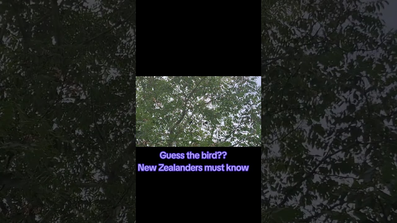 Guess the bird??New Zealanders must know..