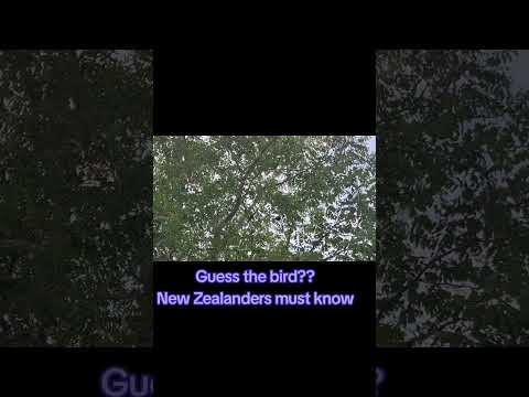 Guess the bird??New Zealanders must know..