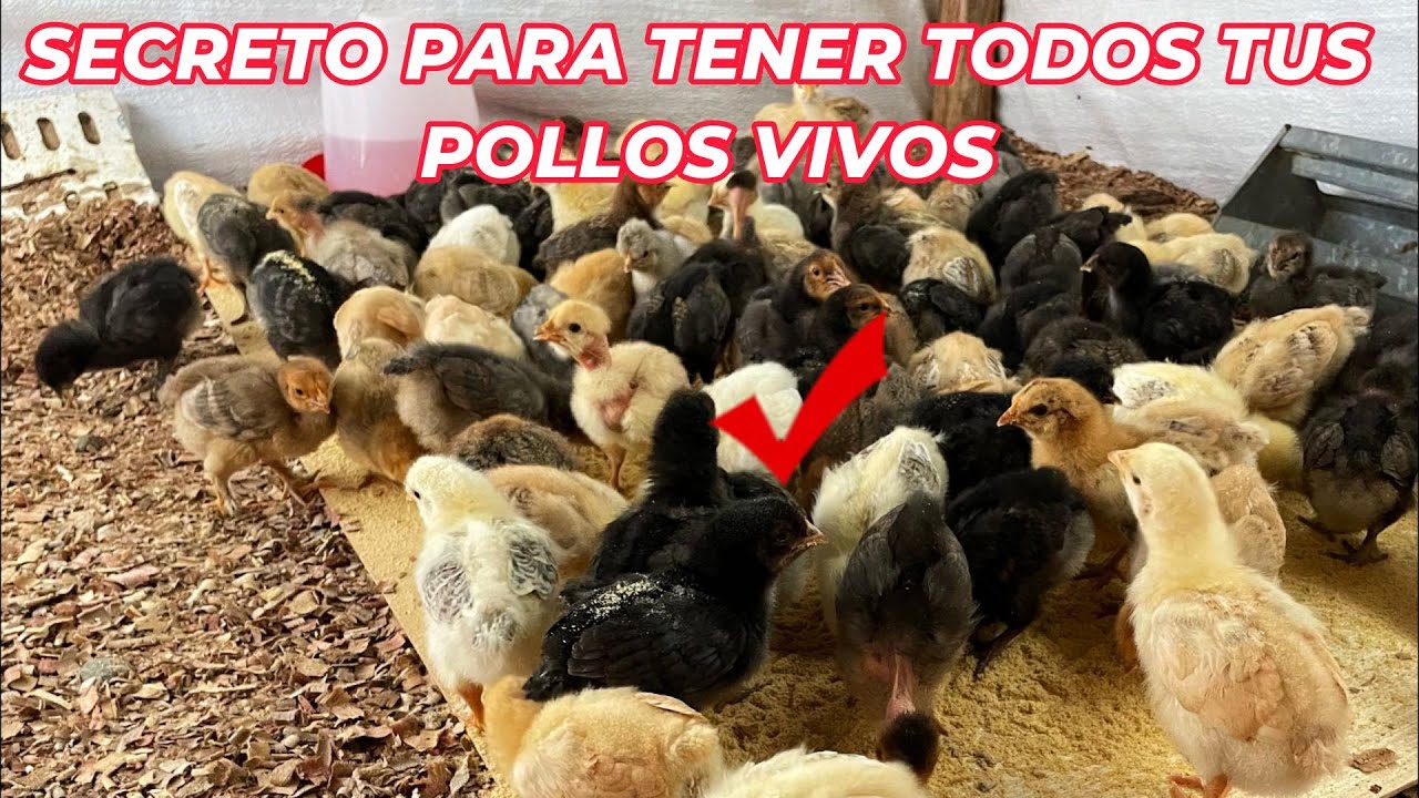 Manejo del cuidado en pollitos recién nacido sin focos de calentamiento ...