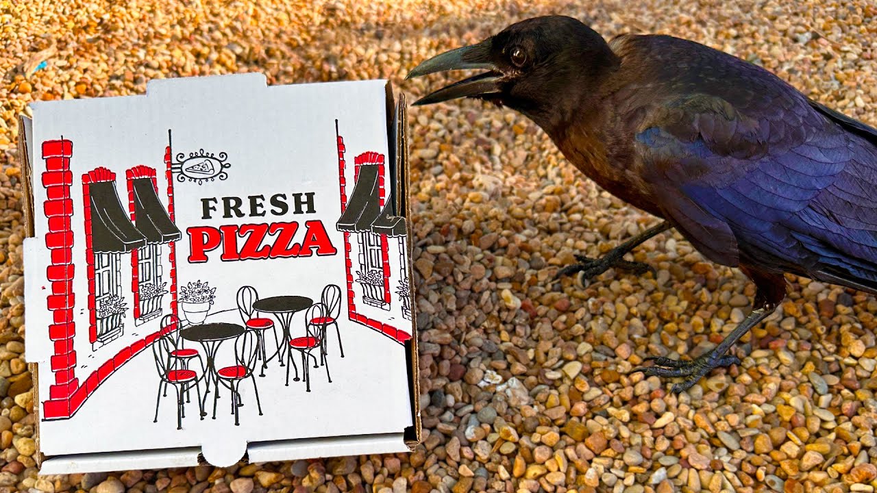 delivering a pizza to our crow at alveus