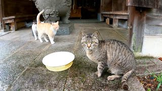 お寺の野良猫たち「雨はやく止まないかニャ」