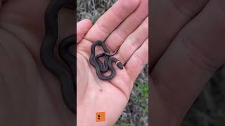 After Vs Before Animal Transformation Amazing Animal Transformation