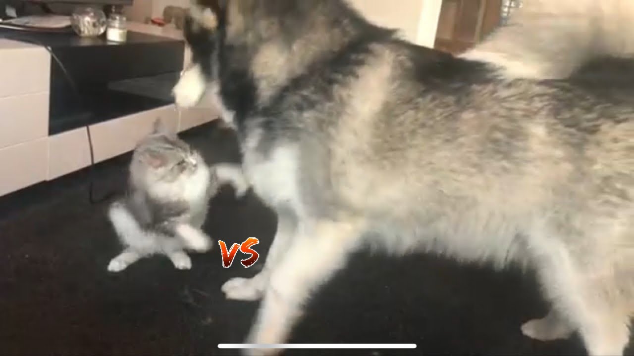 When your cat think's he's a malamute. This is Milomute