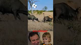 рога и копыта 🐃 #сила #приколы #буйвол #рекомендации #shortvideo #humor #gaming #like #duet #рек