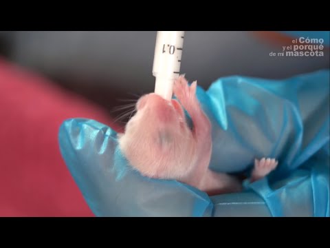 Video: Hvordan ta vare på foreldreløse babyhamster, mus, gerbils og rotter
