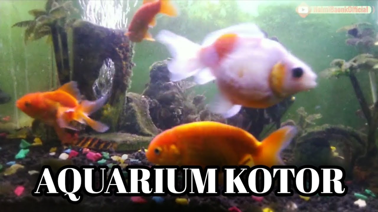 Ikan Koi Di Aquarium Kecil YouTube