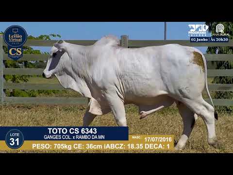 LOTE 31