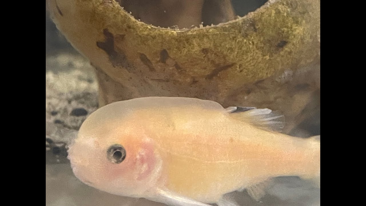 Fathead Minnow protecting his eggs YouTube