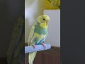 I designed a perch for my parrot. #3dprint # #birds #parrot #perch