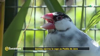 Le Padda de Java : un incroyable oiseau de compagnie - La Quotidienne