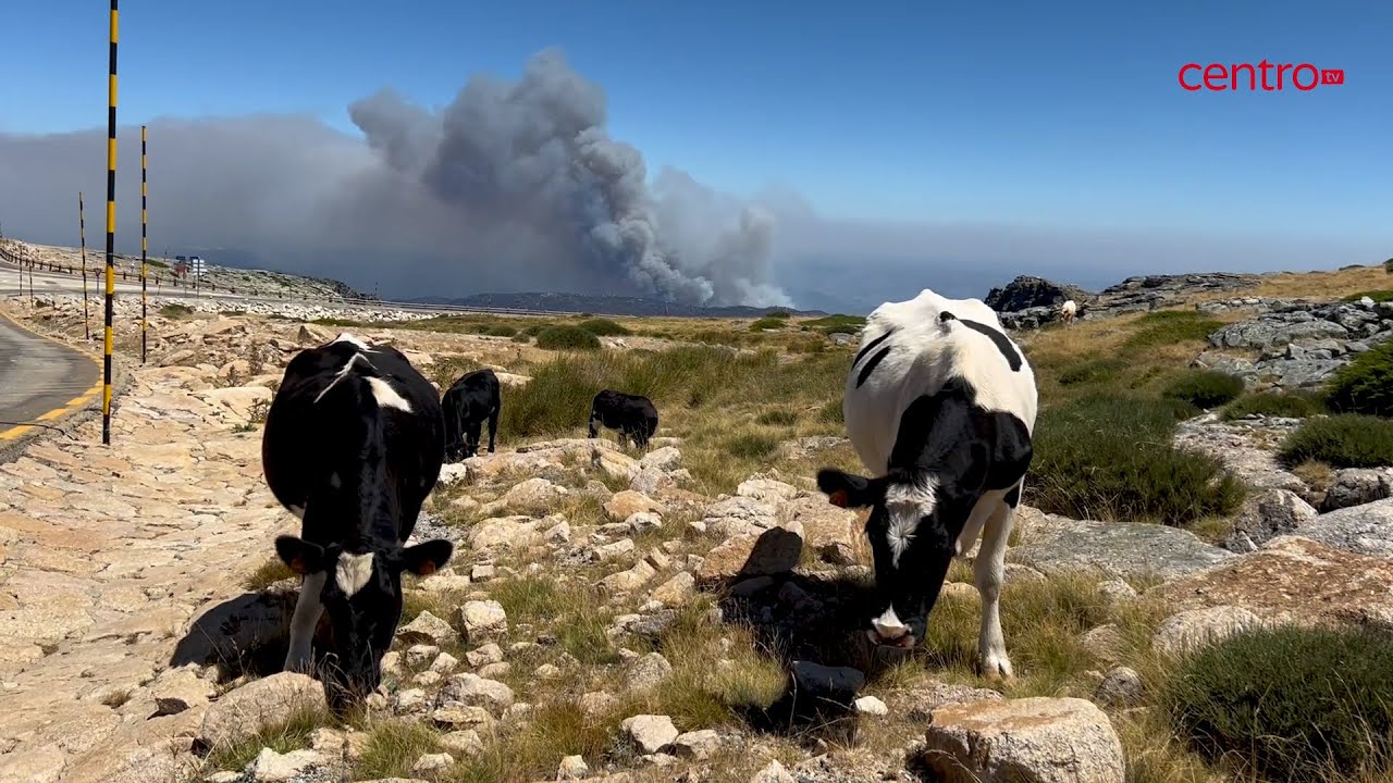 Incêndio já consumiu cerca de 4 mil hectares de floresta e mato na Serra da Estrela