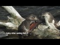 Otters playing, eating fish and fighting