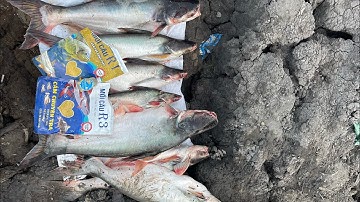 Cách trộn mồi câu cá tra sông với mồi câu R1 và R3 #camr1 #camr2 #camr3