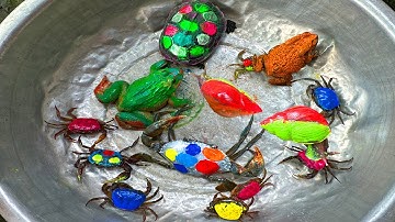 Kem Ốc và cua Chanel lái xe công nông, xe chở thú đuổi theo con cua, cua hồng, con ếch, rùa màu sắc.