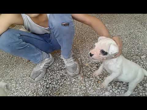 Yavru Dogo Argentino