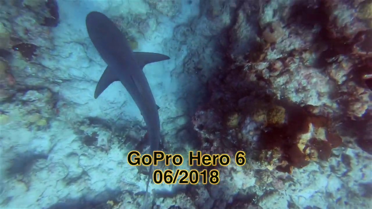 nassau bahamas flights Diving in the Bahamas & Sharks