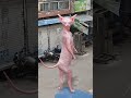 cat dance #trendingshorts #viralvideo