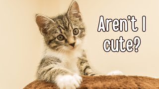 20 Minutes of Cute Kittens to Help You Relax | Calming Music for Cats