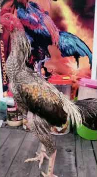 info maseehh 🤭#ayamindonesia #ayampetarung