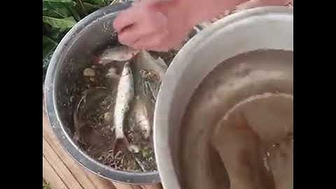 Món gỏi cá nhảy tây bắc