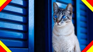 The incredible STORY of the City of Cats.Where there are more cats than People,WHY and WHERE is it?!