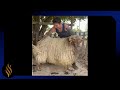 Big Ram Fat Tail Long Locks Chill Shear Big Ram Fat Tail Long Locks Chill Shear